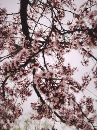 Low angle view of pink flowers