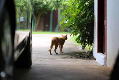 View of a dog looking through window