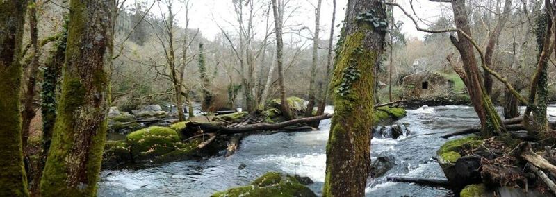 Stream flowing through forest