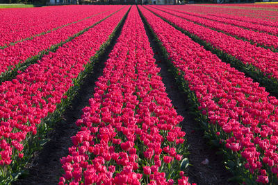 View of red tulip flowers in field