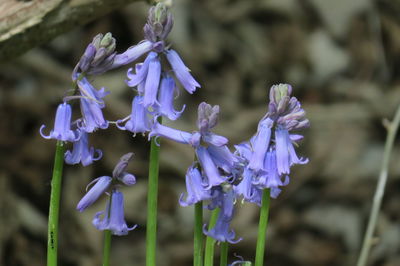 Close-up of purple flowering plant