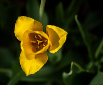 flowering plant