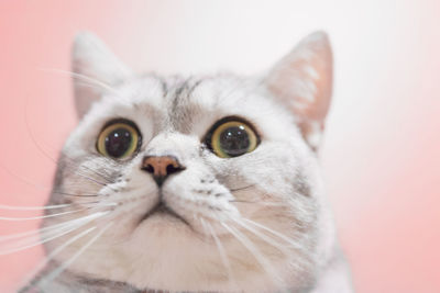 Close-up portrait of a cat