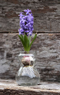 Close-up of purple flowers on table