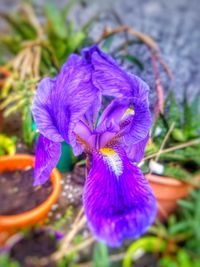 Close-up of purple iris