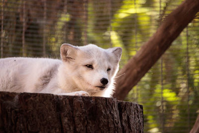 Arctic fox vulpes lagopus has brown fur in the warmer months and white fur in the winter