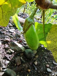 High angle view of vegetables on rock