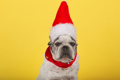 French bulldog dog on yellow background. santa claus. new year. christmas.