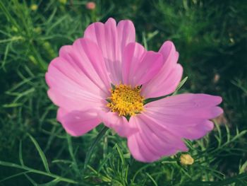 Close-up of pink cosmos flower blooming on field