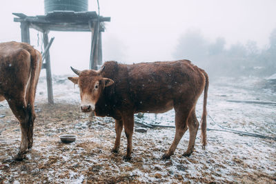 A cow standing during snowfall