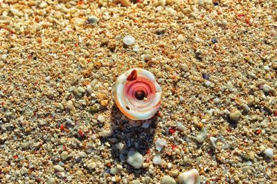 Full frame shot of seashell pebbles on shore