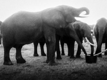Horses standing on field