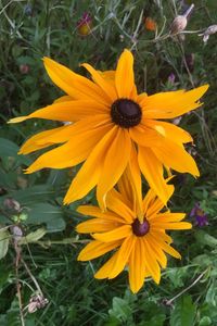 Close-up of yellow flowers blooming in garden