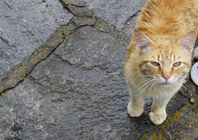 High angle view portrait of cat on cobblestone