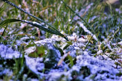 Close-up of frozen plant