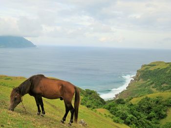 Horses standing on sea shore against sky