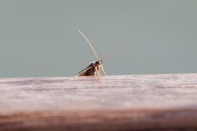 Close-up of insect