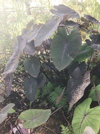 Close-up of plants