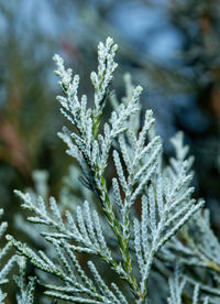 Close-up of frozen plant on field