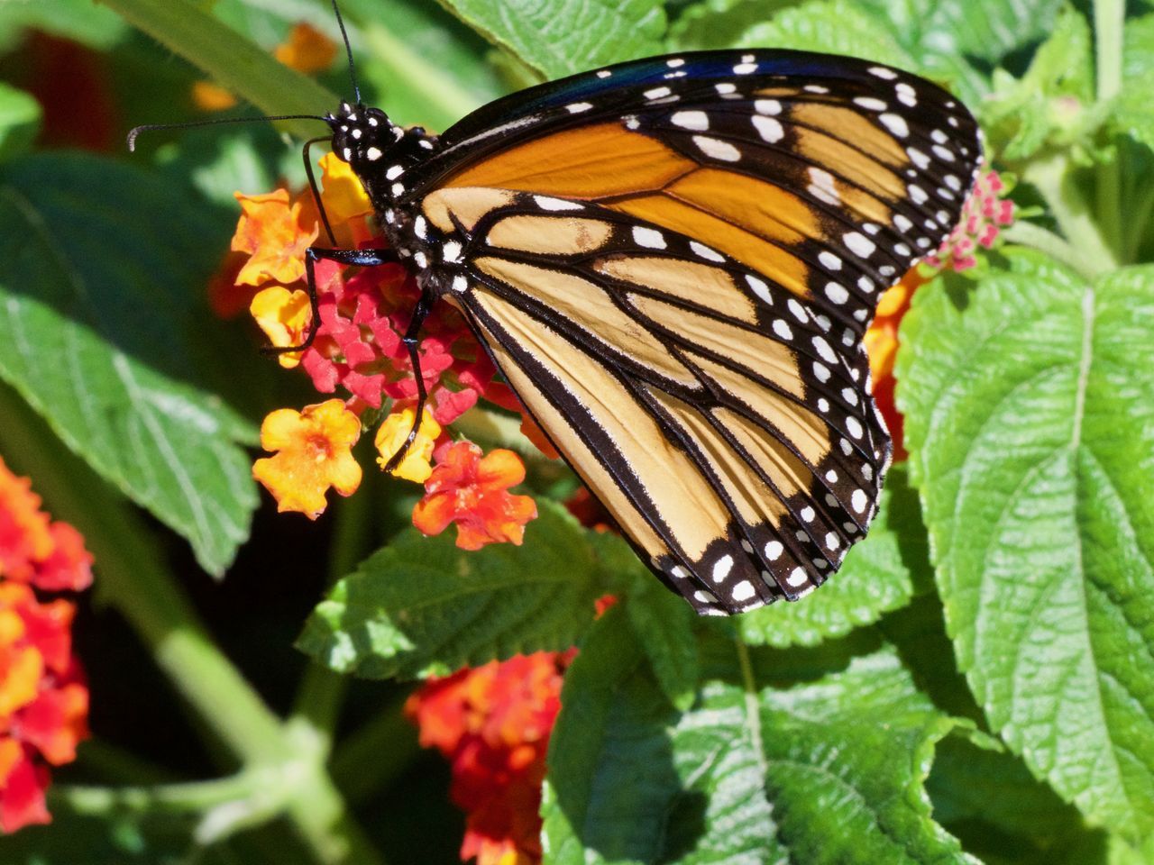 BUTTERFLY POLLINATING ON FLOWER