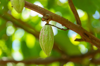 Close-up of fruit growing on tree