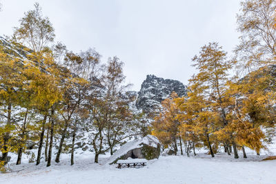 Trees on snow covered field against sky