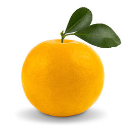 Close-up of orange fruit against white background