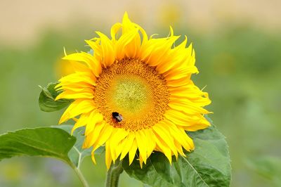 Close-up of sunflower blooming