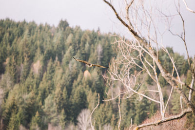 Close-up of lizard on tree against sky