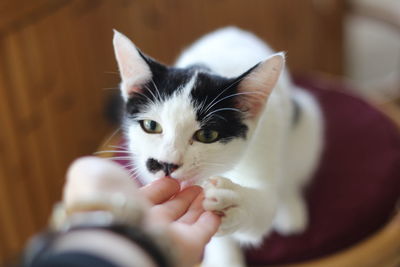 Portrait of cat with kitten