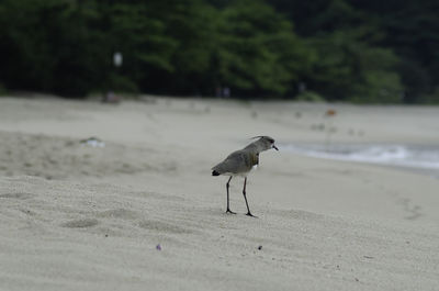 Bird walking on beach