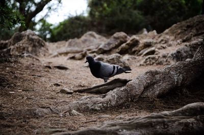 Close-up of bird perching on rock