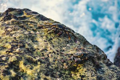 Close-up of rock on tree trunk