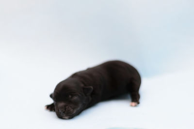 Close-up of a dog over white background