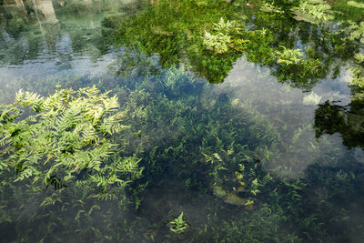 High angle view of plants growing on lake