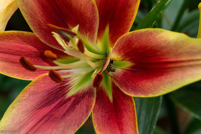 Close-up of red flowering plant