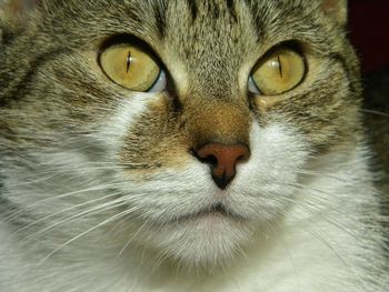 Portrait of cat