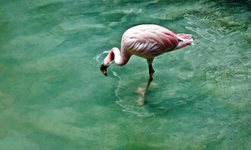 Pink flamingo wading in clear water