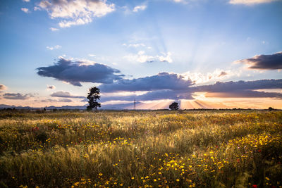 Scenic view of field against sky during sunset