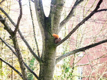 Low angle view of bird perching on tree