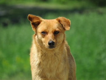 Close-up portrait of a dog on field