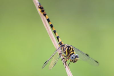 Close-up of butterfly on flower