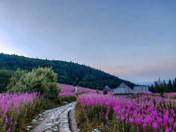 View of flowering plants on field against sky