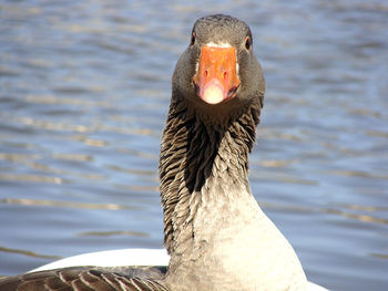 Close-up of duck in water