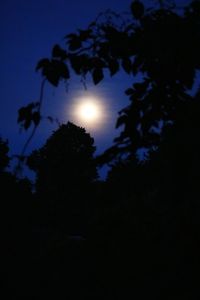 Low angle view of silhouette trees against sky at night