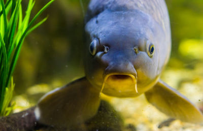 Close-up of fish swimming in sea