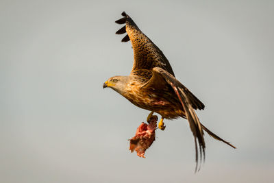 Low angle view of eagle flying in sky