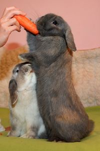 Close-up of hand feeding