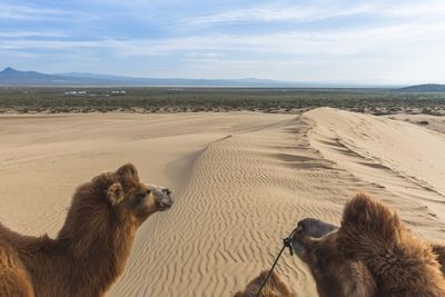 Camel on sand dune in desert against sky