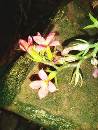 Close-up of pink flowers